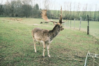 Çiftlikteki genç geyik