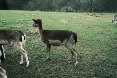 Yeşil çayırdaki sevimli genç geyik