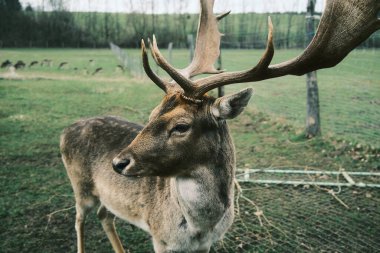 Çiftlikteki genç geyik
