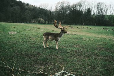 Çiftlikteki genç geyik
