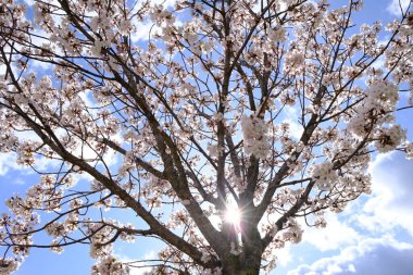 Güzel ağaç mavi gökyüzüne karşı çiçek açıyor.