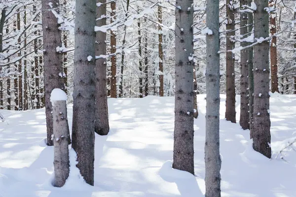 Όμορφο Δάσος Χειμώνα Φόντο Φύσης — Φωτογραφία Αρχείου