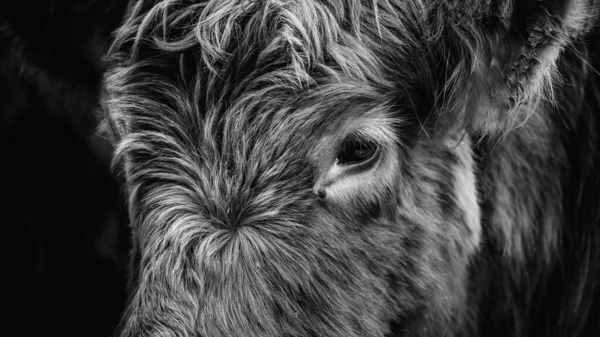 Zbliżenie Portret Futrzastej Krowy — Zdjęcie stockowe