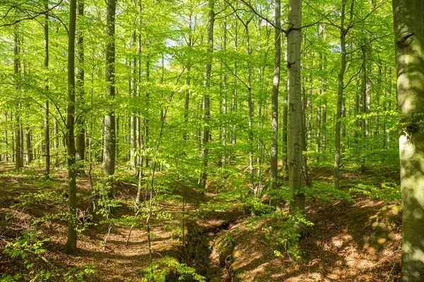 Красивый Зеленый Лес Весной Природа — стоковое фото