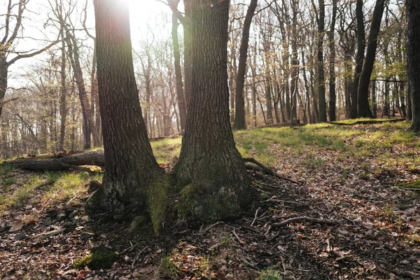 Крупный План Деревьев Лесу Осенью — стоковое фото