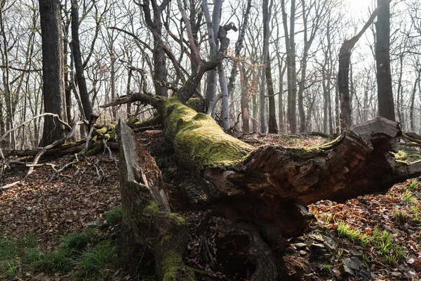 Starý Dřevěný Kmen Pokrytý Zeleným Mechem — Stock fotografie