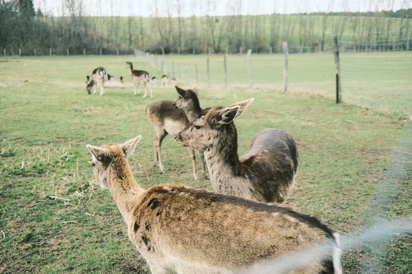 可爱的小鹿在绿色的草地上 — 图库照片
