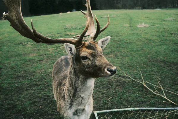 Young Deer Farm — Stock Photo, Image