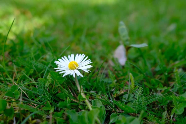 在草地上的一朵白色菊花的特写照片 植物背景 — 图库照片