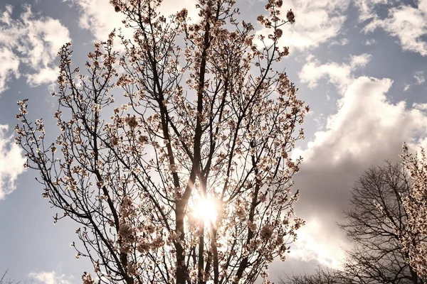 Vackra Träd Blomma Mot Blå Himmel — Stockfoto