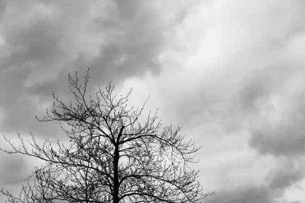 Ramos Nus Árvore Outono Sob Céu Nublado Escuro — Fotografia de Stock