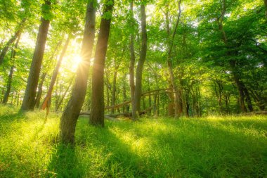 Güneş ışınları ile yeşil orman. Doğa arka plan