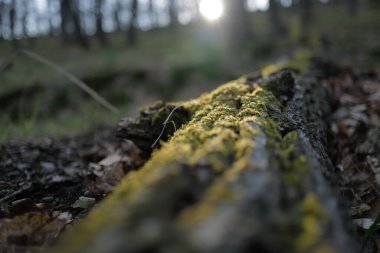Bulanık arkaplanı olan bir ağaç gövdesinin yakın çekimi