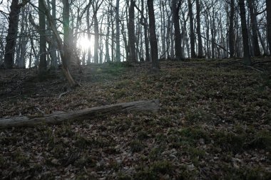Ormanda gün doğumunda sisli bir sabah