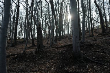 Ormanda gün doğumunda sisli bir sabah