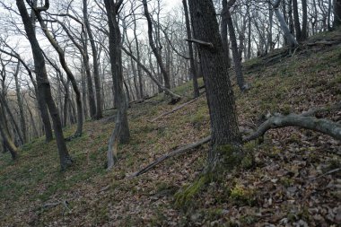 Ormanda gün doğumunda sisli bir sabah