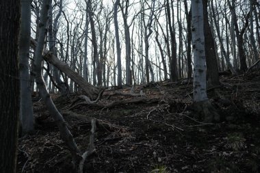 Ormanda gün doğumunda sisli bir sabah