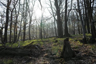 Ormanda gün doğumunda sisli bir sabah