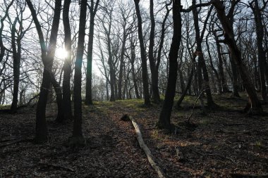 Ormanda gün doğumunda sisli bir sabah