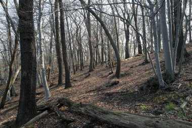 Ormanda gün doğumunda sisli bir sabah