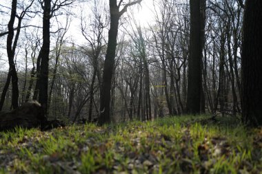 Ormanda gün doğumunda sisli bir sabah