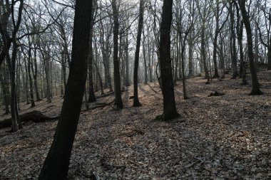 Sisli ormanlı güzel bir manzara. Doğa arkaplanı