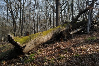 Yaprakları dökülmüş yosunlu ağaç gövdesi