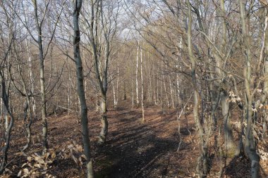 Ormanda çıplak ağaçlar. Doğa arkaplanı