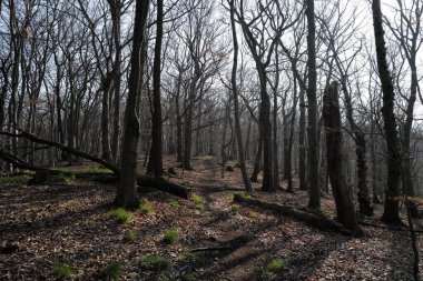Orman manzarası çok güzel. Doğa arkaplanı