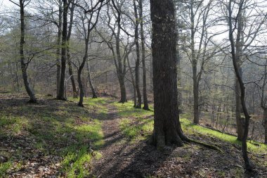 Sabah çok güzel bir orman. Doğa arkaplanı