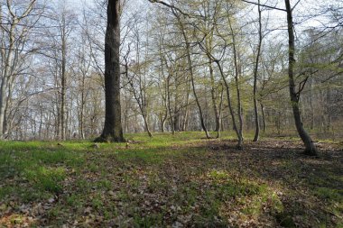 Ormanın güzel manzarası. doğa arkaplanı