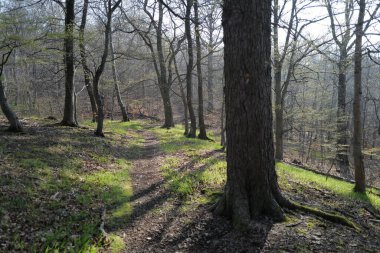 Güzel bir bahar ormanı. doğa arkaplanı
