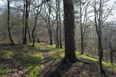 Ormanda ağaçların güzel bir atış
