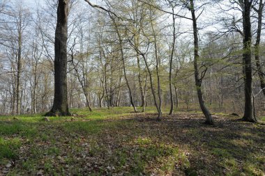 Ormanda bahar, yeşil yapraklar ve ağaçlar