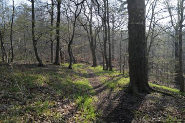 Ormanda bahar ağaçları. Doğa arkaplanı