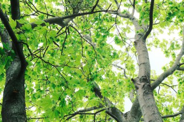 Ormanda yeşil yapraklar. doğa arkaplanı