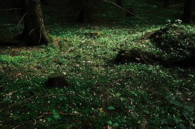 Ormanın ortasında yeşil çimenler. Doğa arkaplanı