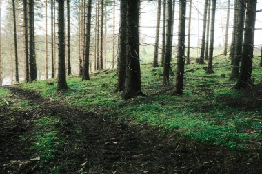 Dağdaki orman yolu. Doğa arkaplanı