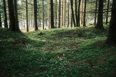 Ormandaki güzel ağaçlar. Doğa arkaplanı