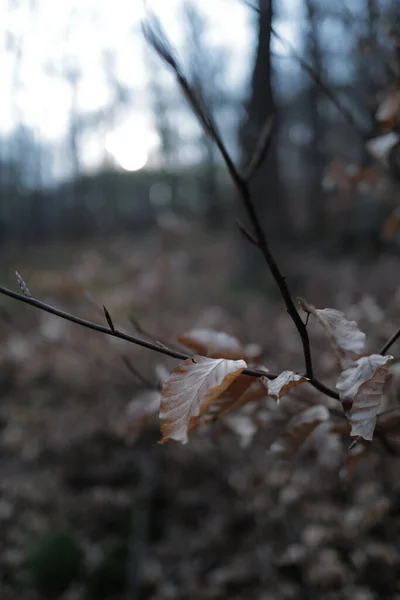 Ködös Reggel Napkeltekor Erdőben — Stock Fotó