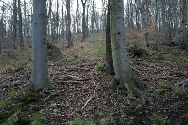 Matin Brumeux Lever Soleil Dans Forêt — Photo