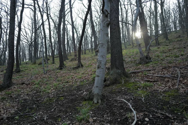 Matin Brumeux Lever Soleil Dans Forêt — Photo