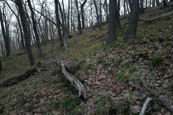 숲에서 일출에 미스티 — 스톡 사진