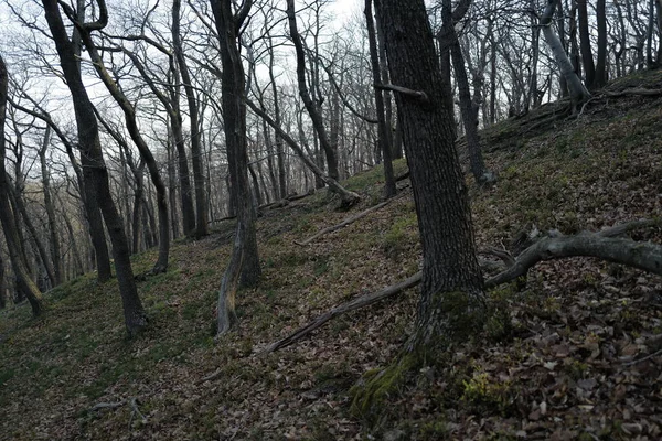 Dimmig Morgon Vid Soluppgången Skogen — Stockfoto