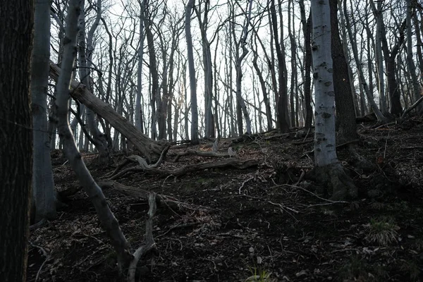 Ormanda gün doğumunda sisli bir sabah