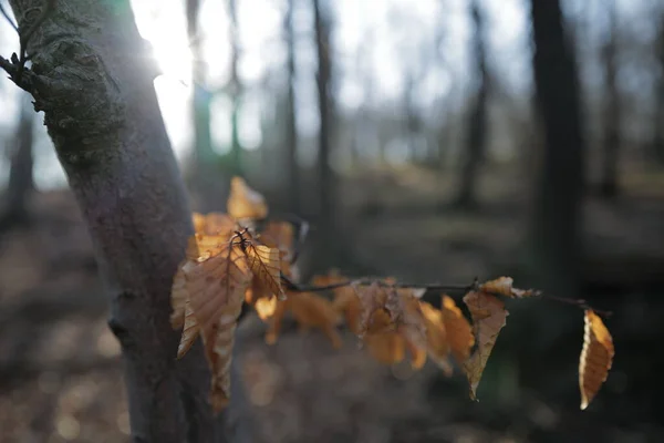 秋は森に残る 自然の背景 — ストック写真