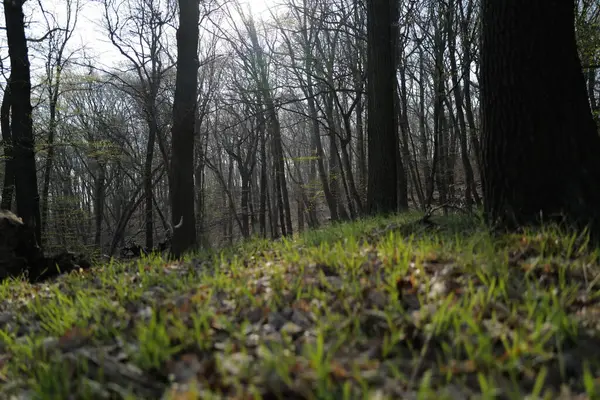 Ormanda Gün Doğumunda Sisli Bir Sabah — Stok fotoğraf
