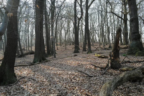 Forêt Automne Avec Des Feuilles Des Arbres Secs — Photo
