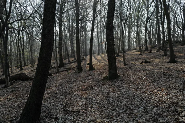 어두운 숲에서 안개에 — 스톡 사진