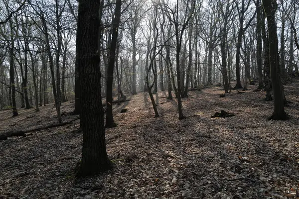 다운가 숲입니다 — 스톡 사진